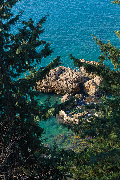 Pine trees with a beautiful sea view in the background