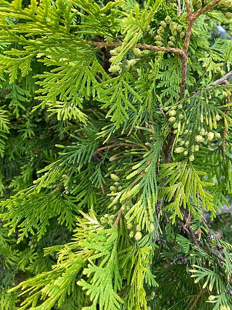 istock Western Arborvitae in Decorative Garden Setting 2226767701