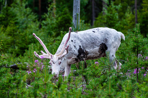 Telepgoto of a Reindeer -Rangifer tarandus- emerging from the bushes in Northern Finland.