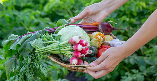 istock Fresh Organic Vegetables in Wicker Basket from Garden Harvest 2226778404
