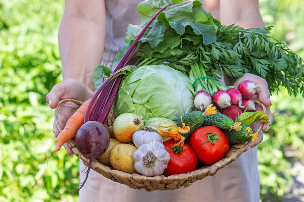 istock Fresh Organic Vegetables in Wicker Basket from Garden Harvest 2226778407