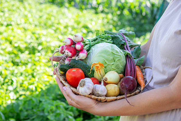 istock Fresh Organic Vegetables in Wicker Basket from Garden Harvest 2226778422