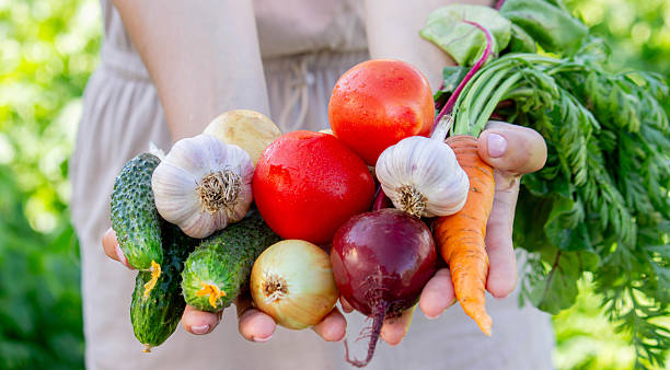 istock Hands Holding Fresh Organic Garden Vegetables 2226778425