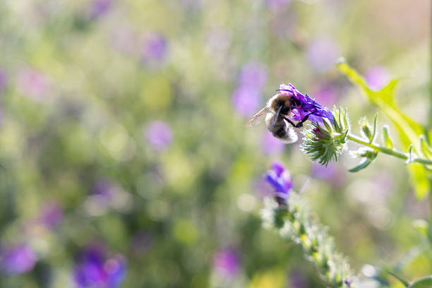 istock A bee is hovering over a purple flower 2226780090