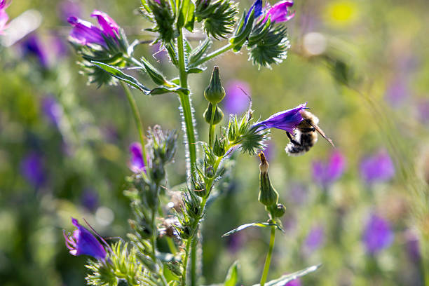 istock A purple flower with a bee on it 2226780110