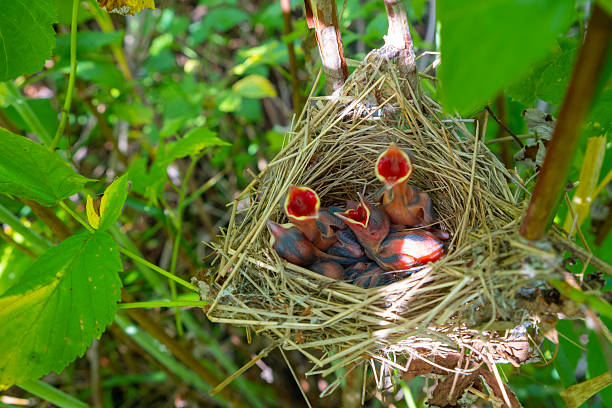 salvador, bahia, brazil - august 14, 2023: view of a Joao de Barro bird - Furnarius rufus - house on a tree in the city of Salvador.