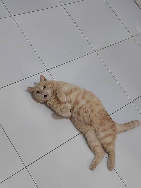 istock Adorable Ginger Cat Relaxing on Floor, Looking Surprised 2226780805