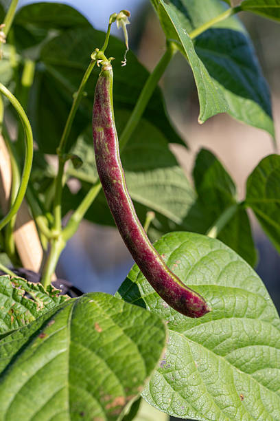 istock A green bean plant with a purple bean hanging from it 2226780866