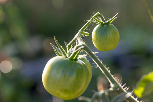 Two green tomatoes are hanging from a plant. The tomatoes are small and green, and they are all clustered together