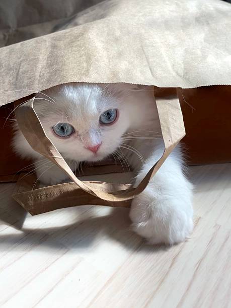 istock Cat in a shopping bag 2226781213