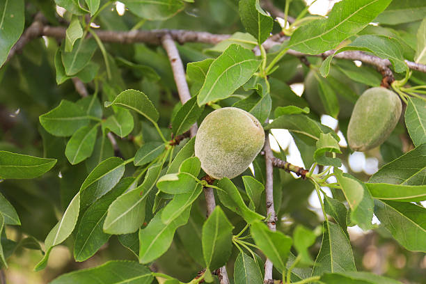 istock Almonds growing on the branch of almond tree 2226781595