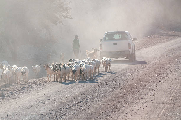 Nama Khoi Local Municipality, South Africa - July 21, 2022. Telephoto of a local farmer herding its sheep in South Africa.
