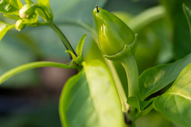 Organic Pepper Plant – Fresh Garden Vegetables in Natural Growth