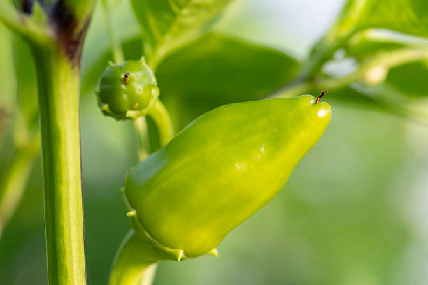 A green pepper is sitting on a plant. The pepper is green and has a pointy top