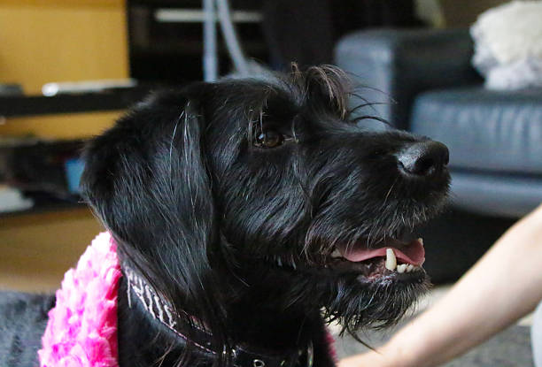 a black dog looking at its owner