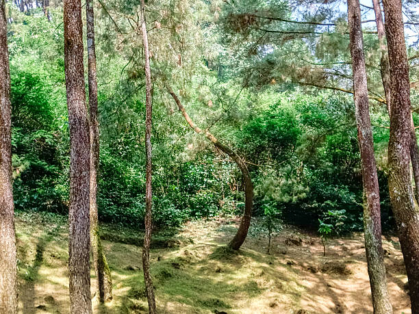 Forest trail under tall pine trees with filtered sunlight