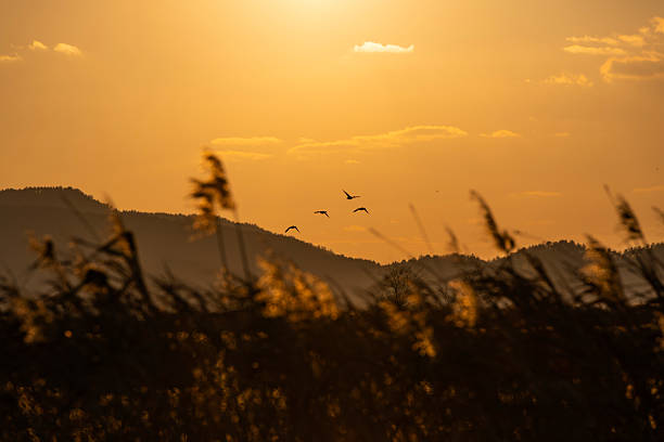 idyllic landscape