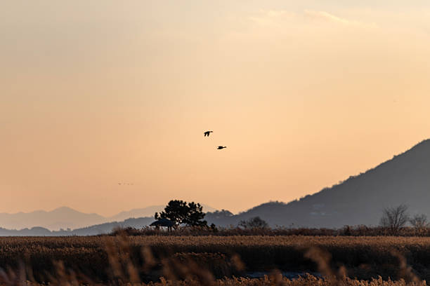 istock wild ducks flying on the reed field during sunset 2226786362