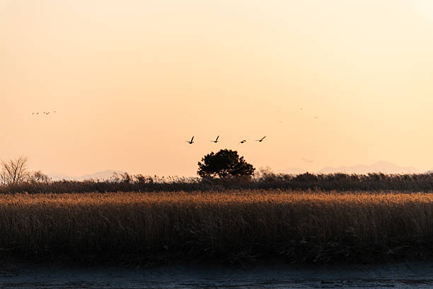idyllic landscape