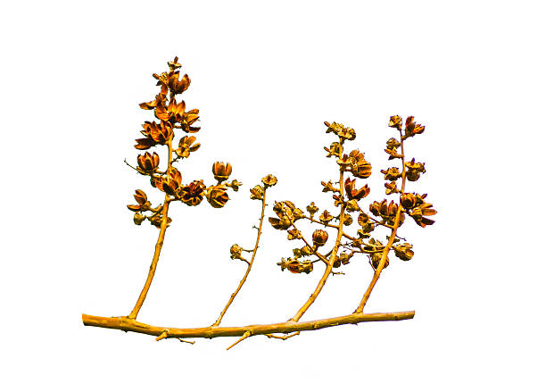 istock Dry brown seeding flower on its branch isolated on white background. 2226786470