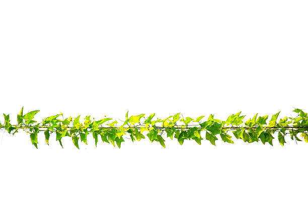 Green climbing creeper plant on electric cable wire isolated on white background.