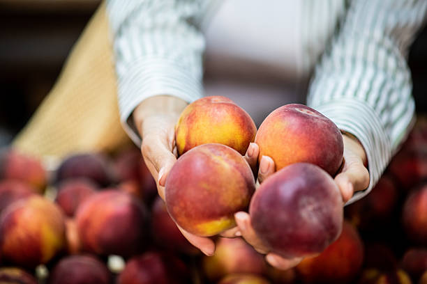 Fresh peaches in hands