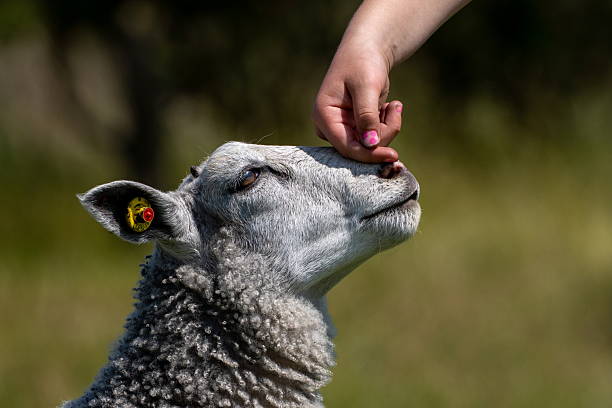 Close-up of a young lamb nuzzling a human hand on a sunny day in a grassy field. The interaction captures a peaceful and affectionate moment between human and animal, with the lamb appearing calm and content. The image emphasizes the connection between nature, animals, and human care.