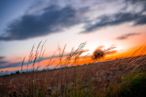 Delicate blades of grass sway gently in the wind, sharply in focus against a blurred, colorful sunset sky. Warm orange and pink tones merge with cooler blues, evoking a serene and dreamy rural evening scene.