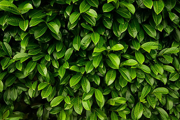 istock Bright natural background. Green leaves pattern. Evergreen leafy plant. Natural design wallpaper 2226790979