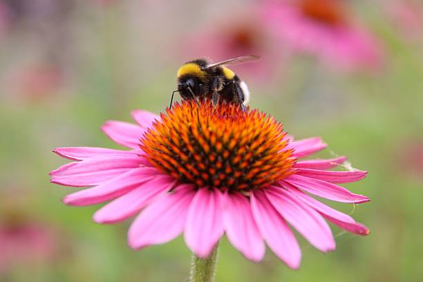 istock Bumblebee on Pink Coneflower 2226791487