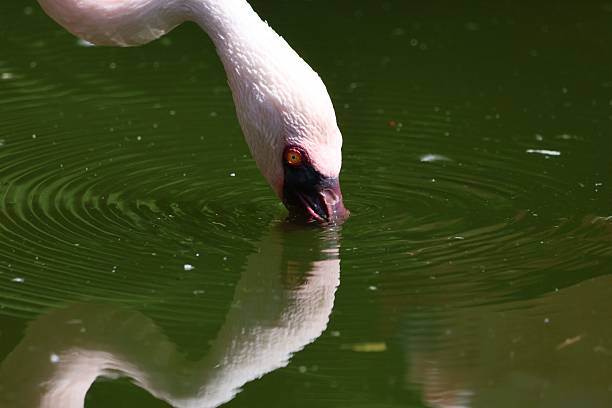 A close-up of a flamingo drinking from a pond creating ripples in the water.
