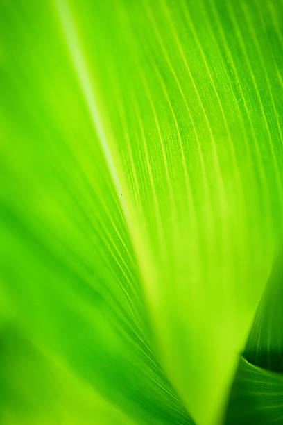 istock Close up nature view of green leaf on blurred greenery background 2226791538