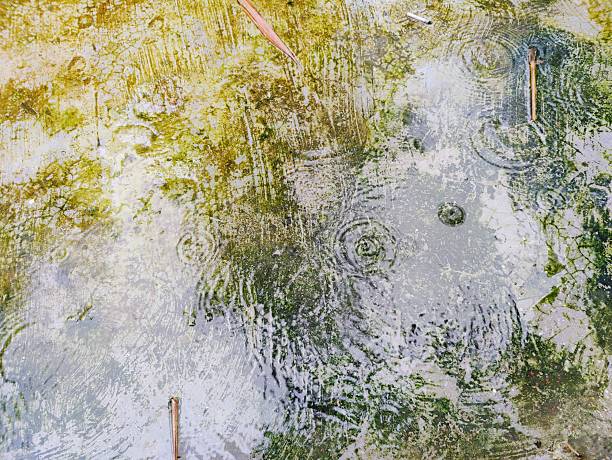Rainfall hits a moss-covered surface, forming ripples and texture on the collected water. The yellow-green moss and rippling patterns evoke a natural and serene ambiance.
