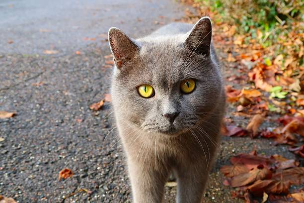 Close-up of a gray cat with yellow eyes on a pavement with autumn leaves.