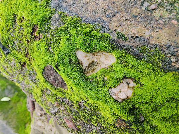 Vivid green moss covers a textured stone surface, set against a blurred greenery background. The image evokes natural serenity, showcasing Earth's untouched beauty and the charm of micro-landscapes in lush conditions.
