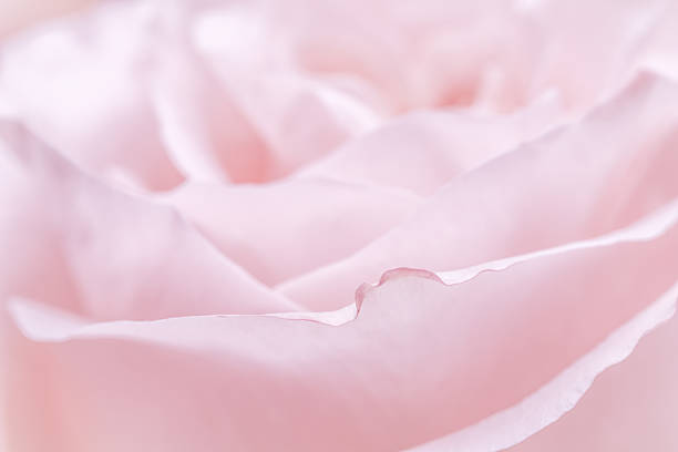 istock Pink pale rose flower petals, soft focus. Macro flowers backdrop 2226792836