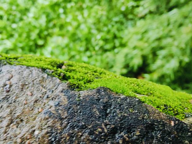 Vivid green moss covers a textured stone surface, set against a blurred greenery background. The image evokes natural serenity, showcasing Earth's untouched beauty and the charm of micro-landscapes in lush conditions.
