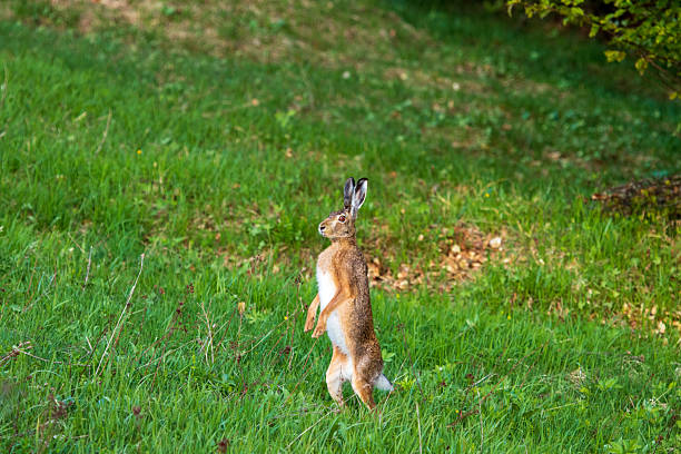 istock Brown hare standing upright in grass stock photo 2226793854