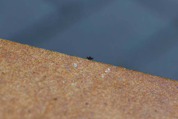 An ant on the edge of a red stone slab