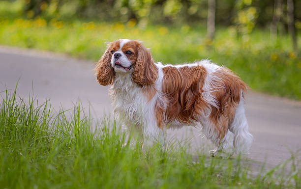 istock Cavalier King Charles Spaniel dog on a walk in the summer park. 2226794535