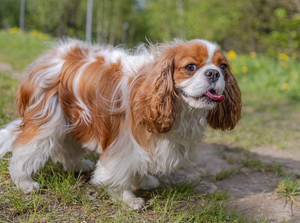 istock Cavalier King Charles Spaniel dog on a walk in the summer park. 2226794551