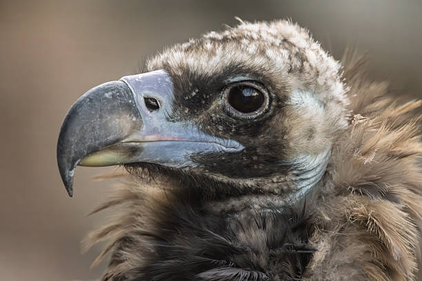 istock Cinereous vulture (Aegypius monachus) is a large raptorial bird that is distributed through much of temperate Eurasia. It is also known as the black vulture, monk or Eurasian black vulture. 2226794899