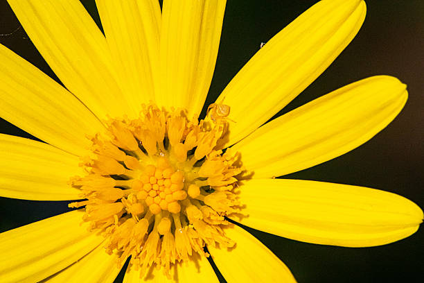 A pair of crab spiders hiding in plain sight on a yellow gerbera daisy flower. They adopt the flower's colour as camouflage. Gerbera daisy flowers symbolise joy, cheerfulness and friendship.