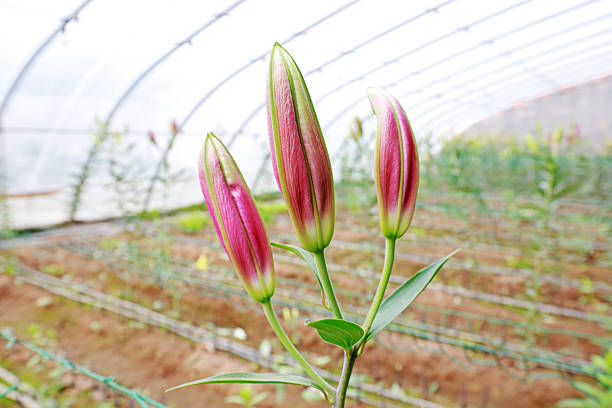 Lily buds in a greenhouses