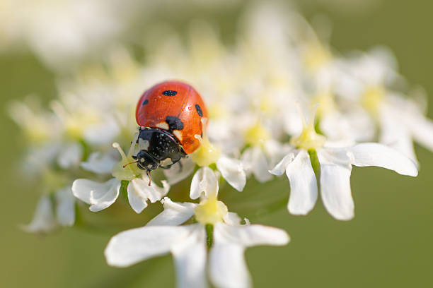 istock Ladybug walking on white flower in green meadow 2226796112