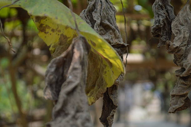 Green leaves on blur background