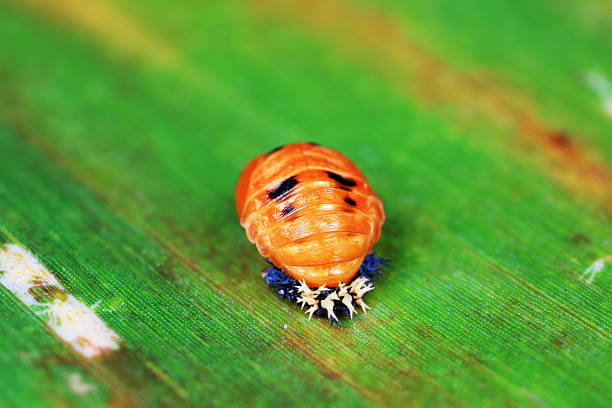 Macro shot of a harlequin ladybird (ladybug) larva with orange and black markings crawling on a weathered wooden surface in natural daylight.