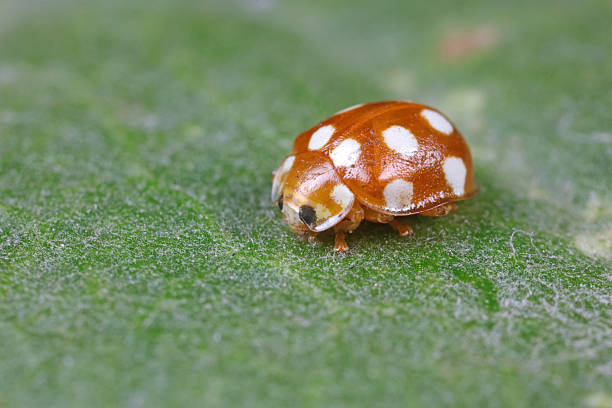 istock ladybug on green leaves, North China 2226797761