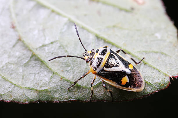 istock Stink bug on green leaves, North China 2226797794