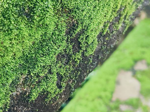 tree branch and leaves nature background, organic greenery texture